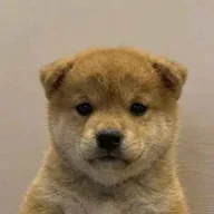 Just Wuf (WUF) token icon