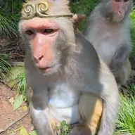 King Monkey (WUKONG) token icon