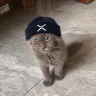 Xtremely Retarded Pussycat (XRPCAT) token icon
