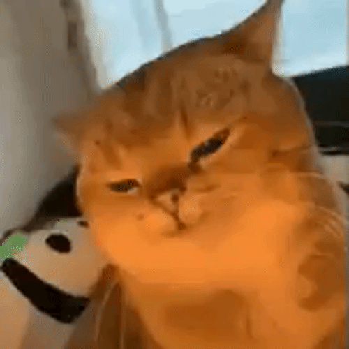 Yapapa Ummm Cat (YAPAPA) token icon