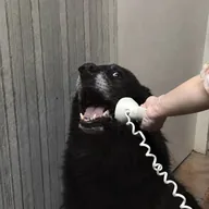 Yes, This is Dog (YESDOG) token icon
