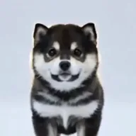Black Shiba (YUANBAO) token icon