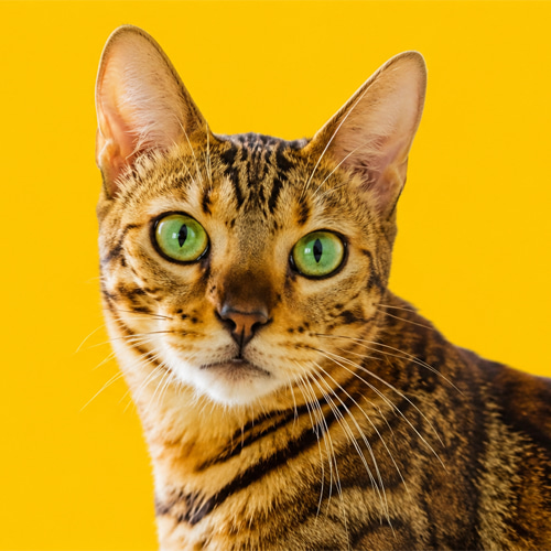 Zoomies (ZOOMIES) token icon